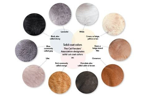  rare cat eye color chart