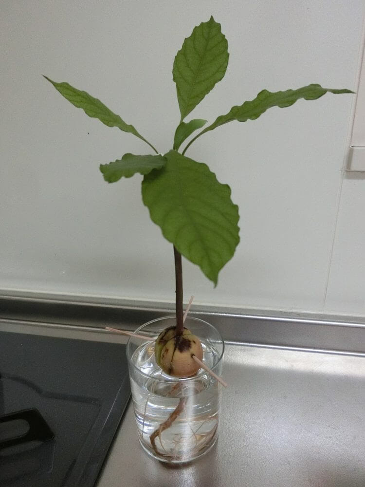 アボカドくん2号が枯れた原因 Avoavo