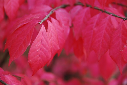 Red Fall Foliage on Pear Tree