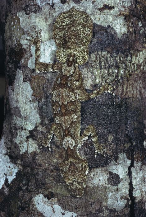 The northern leaf tailed gecko hides in the tree in Australia