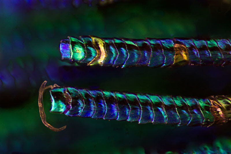 Peacock feather, 50x/0.5 LMPlan, Epi-LED, HF B (20,1)