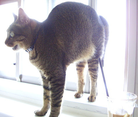猫 背中 を 丸める