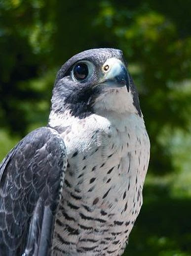 Resultado de imagen para HALCON