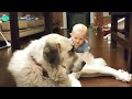 Le Chien Plus Grand Du Monde