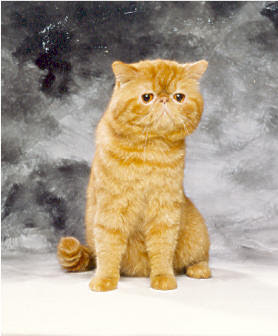 On Compare Parfois Ces Chats A Des Ours En Peluche En Raison De Leurs Membres Courts
