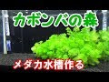 [10000印刷√] メダカ 水槽 水草 レイアウト 225094-メダカ 水槽 水草 レイアウト