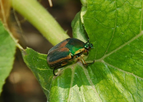 Beetle