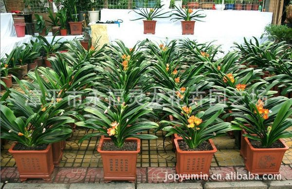 厂家直销 君子兰批发宽叶国兰君子兰盆景室内花卉12元 盆 花卉盆景 供应信息 石头花木网 娇娇科技