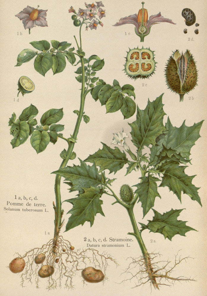 Flora Mirabilis: How Plants Have Shaped World Knowledge, Health ...