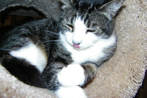 animal rescue shelters