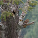 hunting nothern pygmy owl