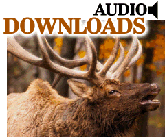 Sounds of wild animals free download