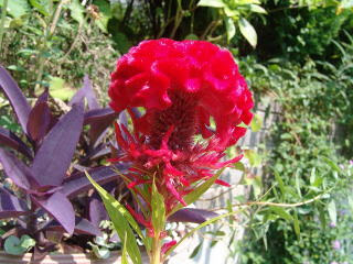 秋の花 赤い花