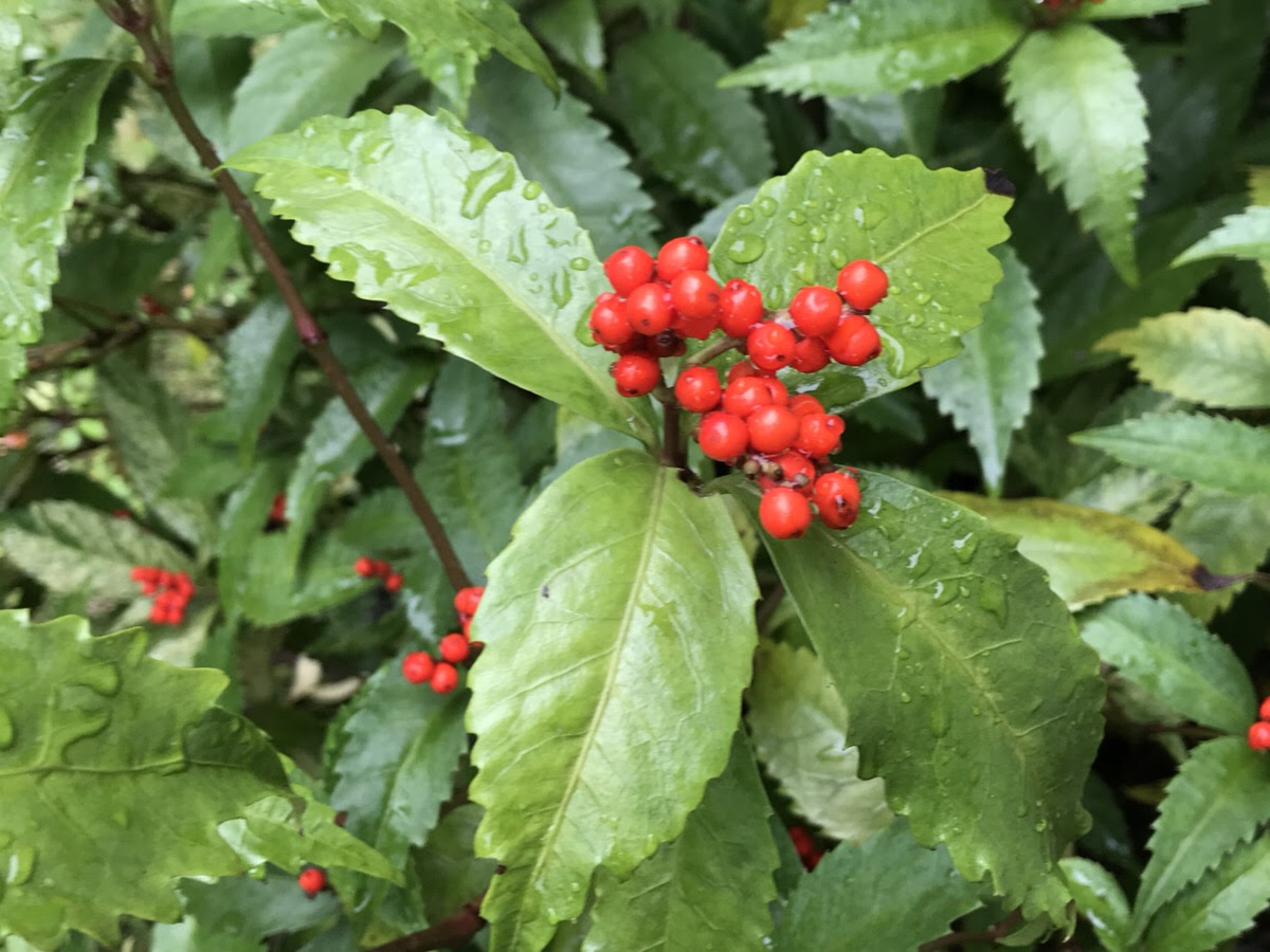 万両 千両 十両の見分け方 和風の自然な庭に似合う植物 12月 です Hanana Tree