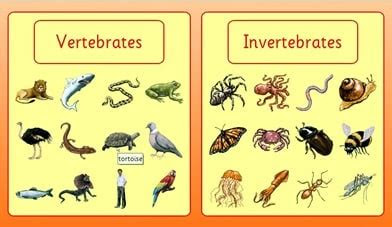 contoh hewan avertebrata  vertebrata  plastisin inspirasi