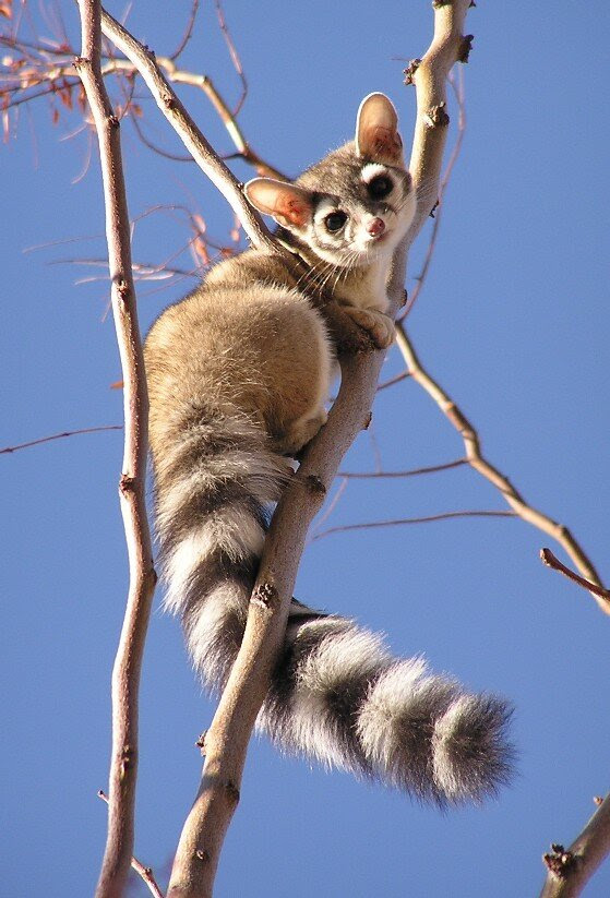 Ring tailed Cat Los Padres ForestWatch Ring tailed Cat Los Padres ForestWatch