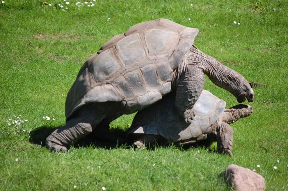 Galapagos tortoises mating
