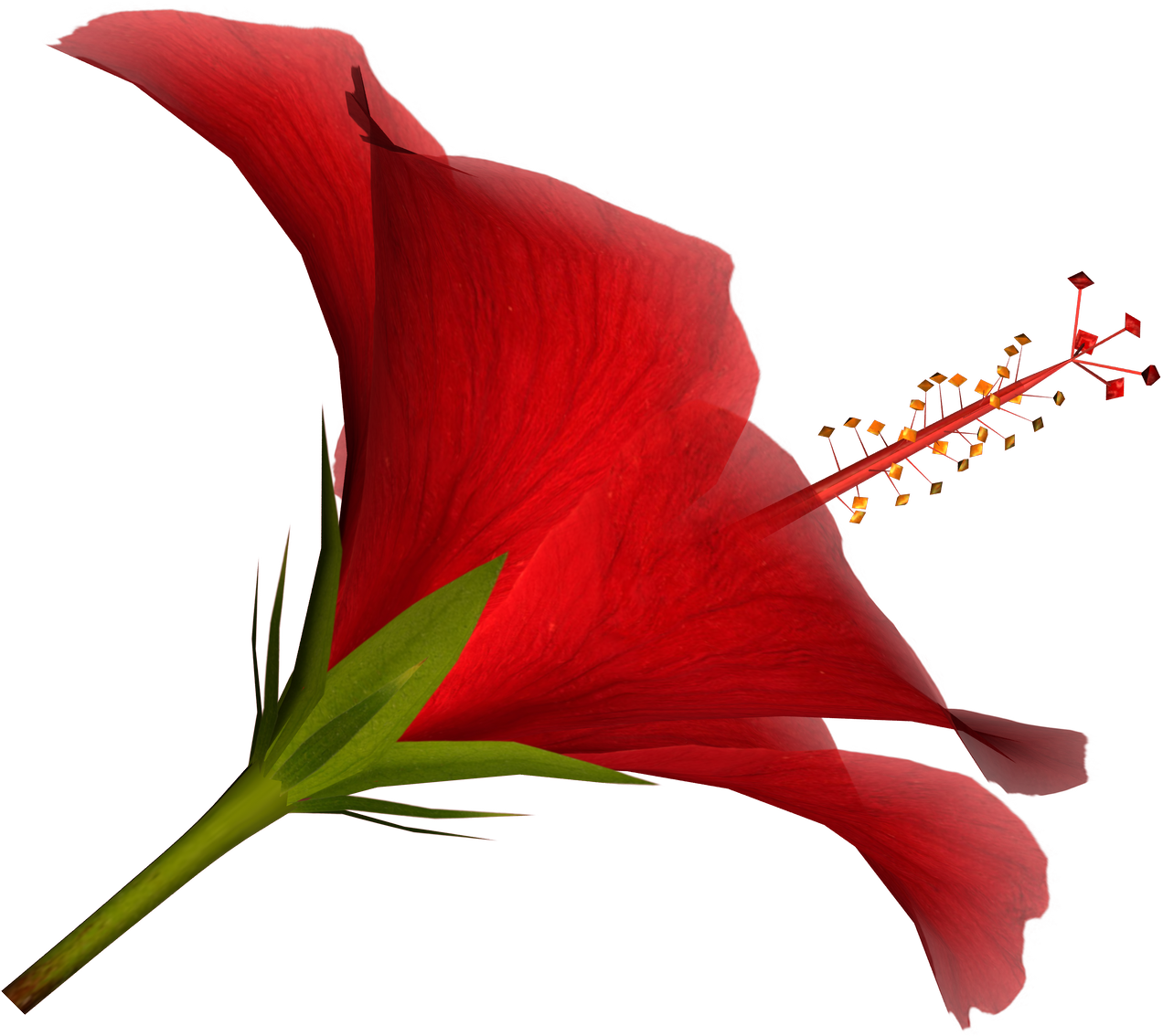 free hibiscus flower clipart download free clip art free clip art on clipart library clipart library