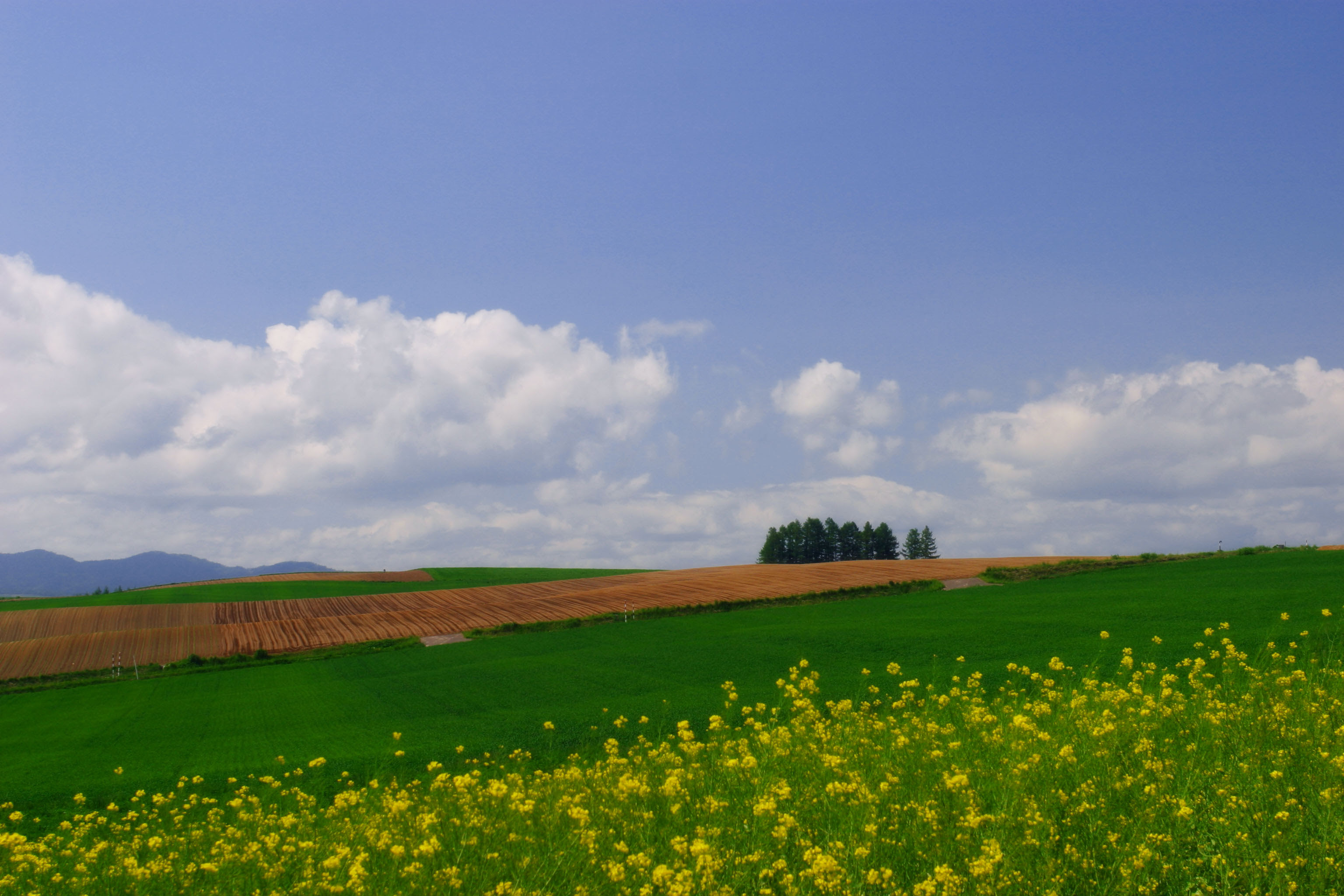ゆんフリー写真素材集 No 945 菜の花畑に雲 日本 北海道