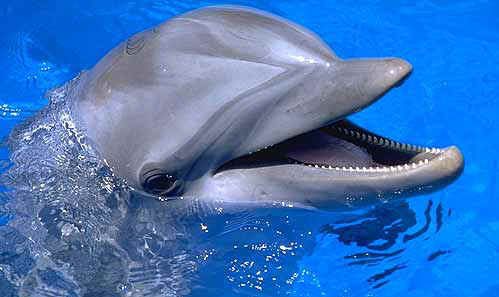 famous pictures of animal dolphins cute images