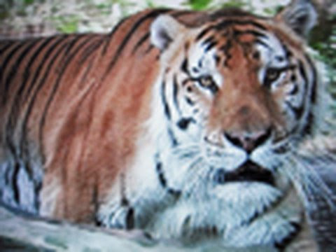 TIGER TJ water!
