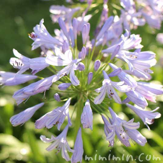 アガパンサスの花言葉 名前の由来 花の写真 紫君子蘭 みみみんブログ