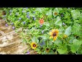 √ダウンロード 真夏 花 654233-真夏花