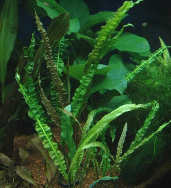 水草 他