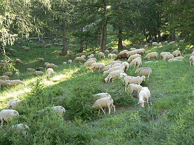 moutons verdon.jpg