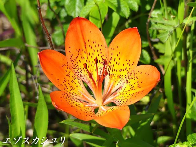 花図鑑 エゾスカシユリ 蝦夷透百合 ユリ科ユリ属