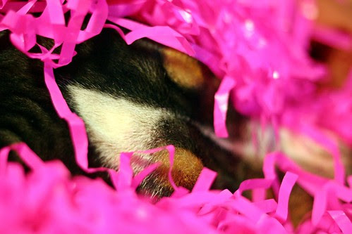 131. "Vivid Hues" - Take a picture of your dog today that features vivid colors! - last day Mar 16 