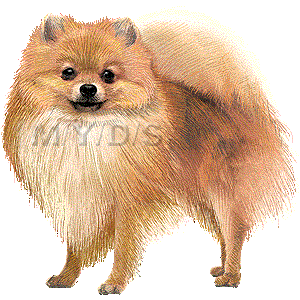 ポメラニアンのイラスト 条件付フリー素材集