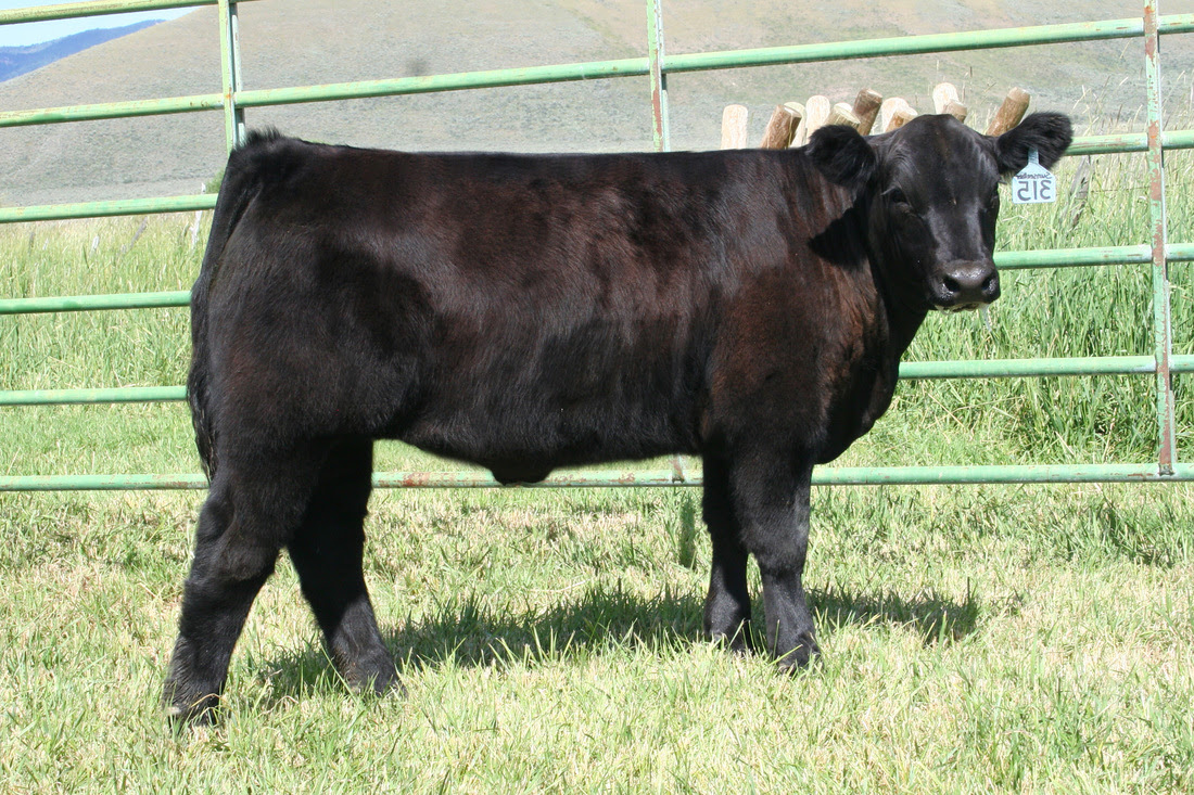 2012 Sixth Place Market Steer