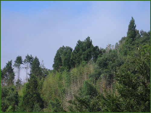 woodcutters august 17