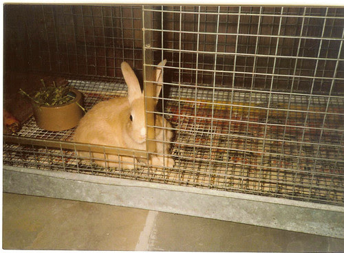 barney cage