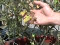 What's Wrong with My Tomato Plant?