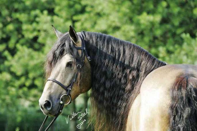 2017 Foothills Farms Connemara Pony Breeding Stallion ...