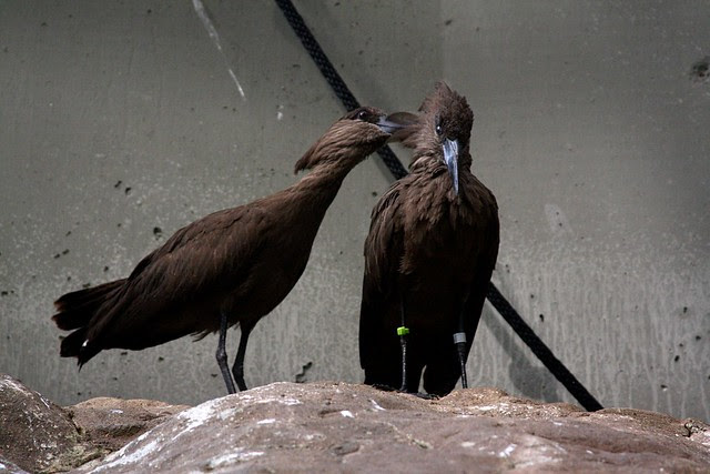 idle gossip