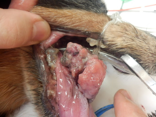 口腔内腫瘍 メラノーマ 舌癌 舌腫瘍 犬 猫 習志野市 津田沼 アプリコット動物病院 症例集