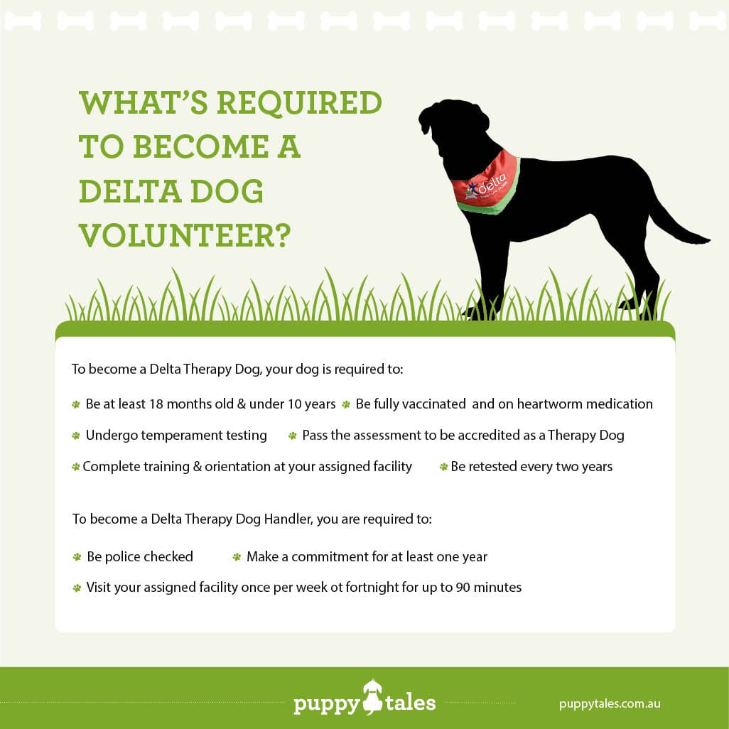 What’s required to become a Delta Therapy Dog?