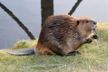Beaver Free Wallpapers