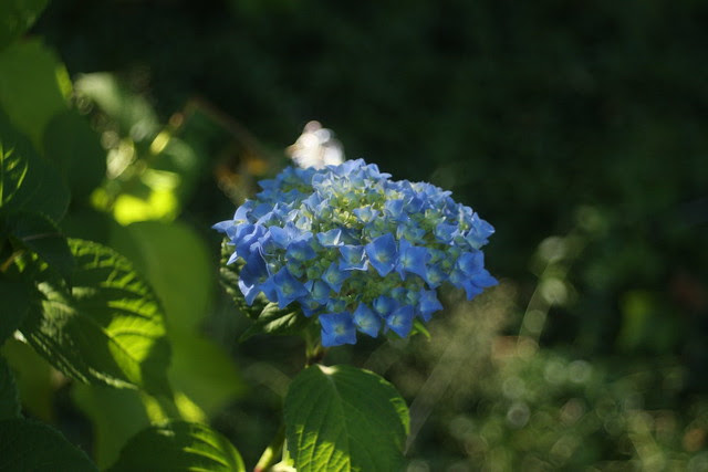 Hydrangea, Oregon Park
