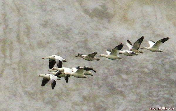  Ngỗng bay dọc theo bờ của hố nước Berkeley Pit đầu tuần trước