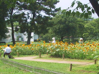 万博記念公園のひまわり