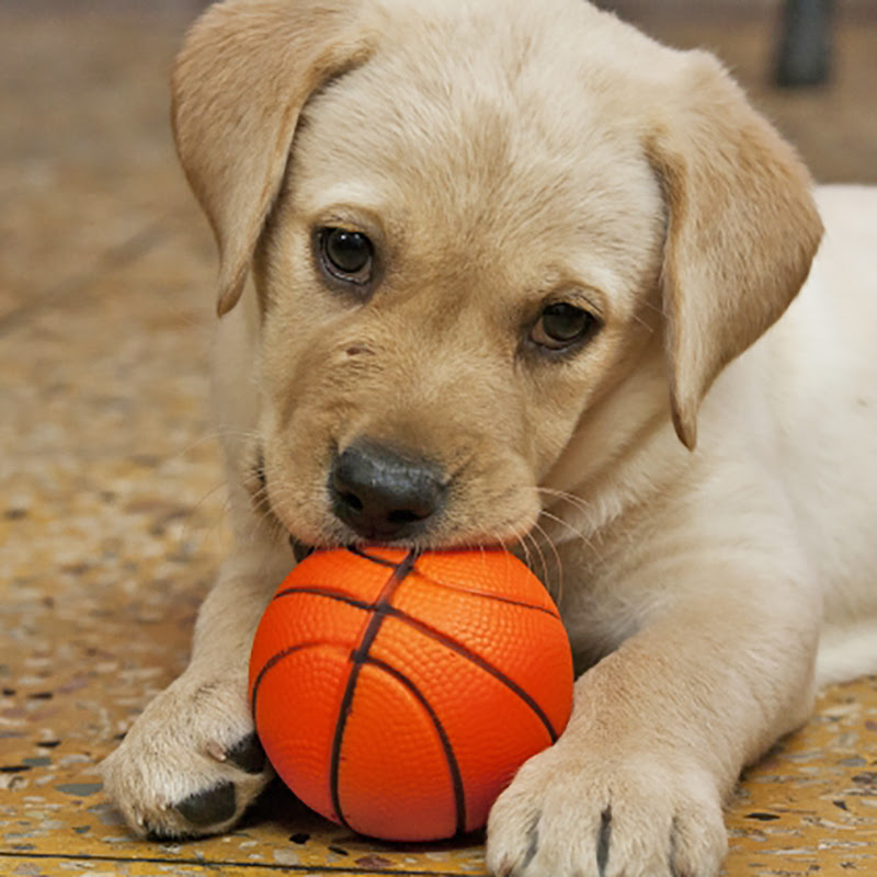 犬用の音が鳴るおもちゃには意味がある 選び方とおすすめ商品
