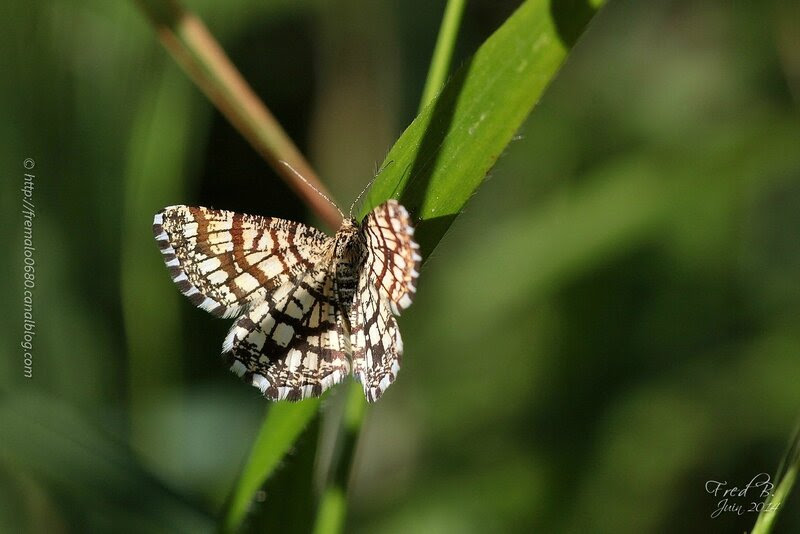 Chiasmia chlarata