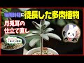 √99以上 多肉 植物 ツキト��� 240072-多肉植物 ツキトジ