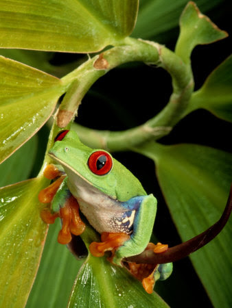 tree frog pictures. A Red-Eyed Tree Frog