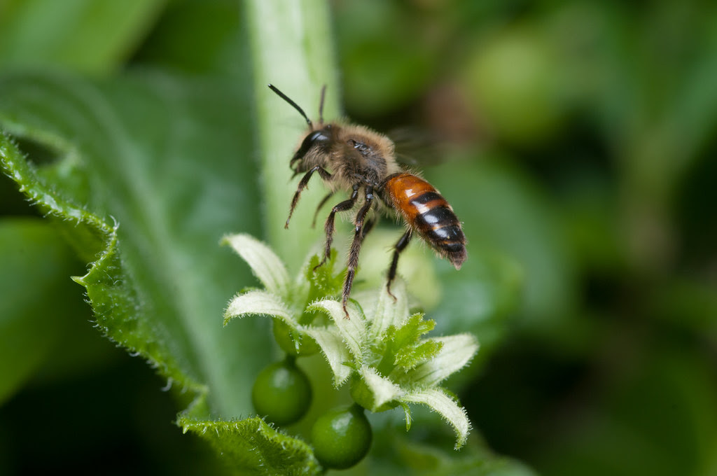 Andrena florea