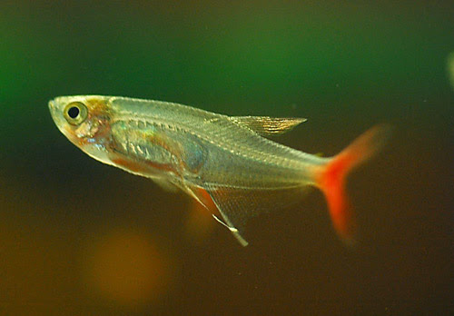 グラス ブラッドフィン 海水魚 サンゴ 熱帯魚 テラリウム 飼育